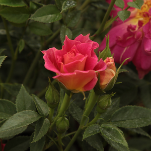 Rosa  Cleopátra - žuta - crvena - patuljasta ruža 